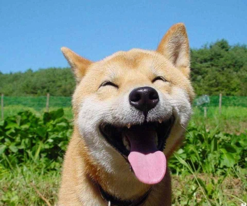 Meme chó hài với biểu cảm siêu cấp vô tri đáng yêu