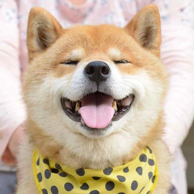 Chó meme vô tri nhưng lại khiến cư dân mạng phát cuồng