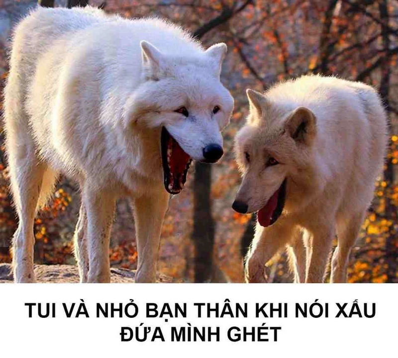 Meme chó điên nhưng vẫn chiếm trọn tim netizen