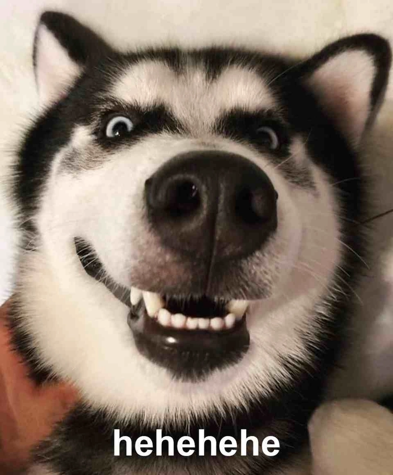 Chó meme hoảng hốt như vừa thấy giá xăng tăng