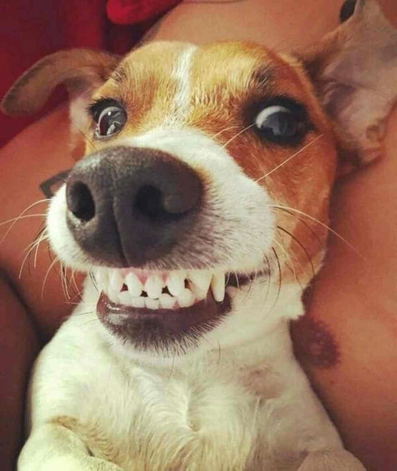 Chó meme lườm nhẹ mà internet chấn động