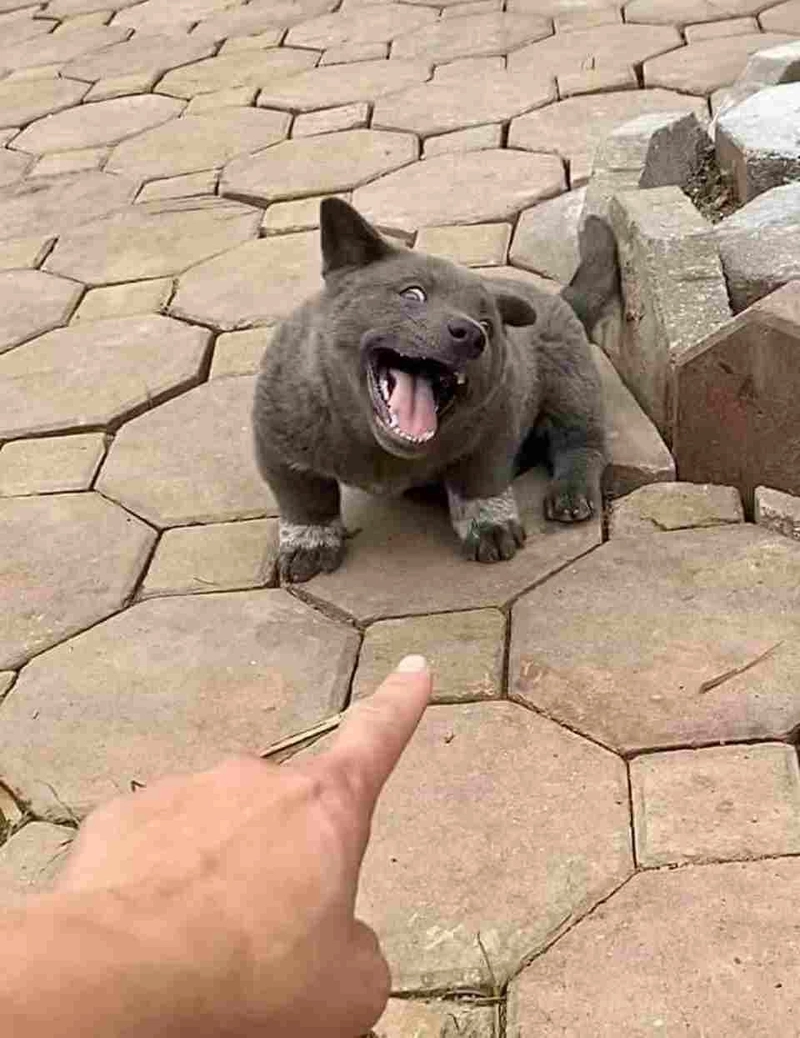 Ảnh meme chó cute đốn tim người yếu lòng