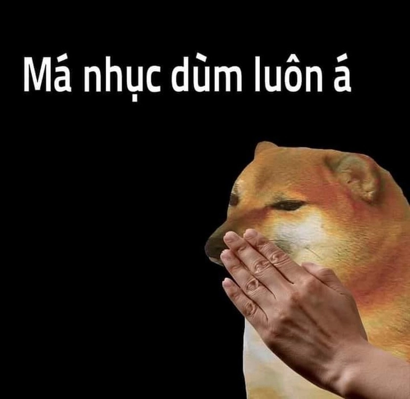 Con chó meme cười bất lực khiến ai cũng bật khóc