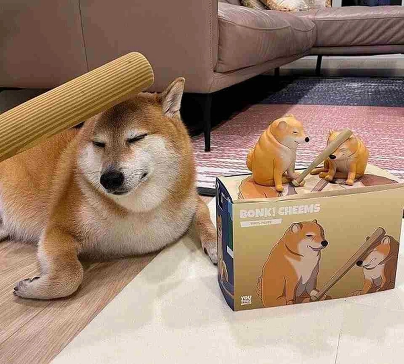 Meme chó cười ngất, truyền động lực sống mỗi ngày