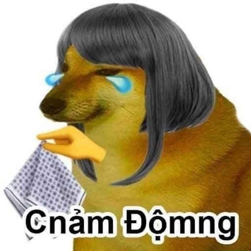 Con chó meme lè lưỡi đi vào lòng người dùng TikTok