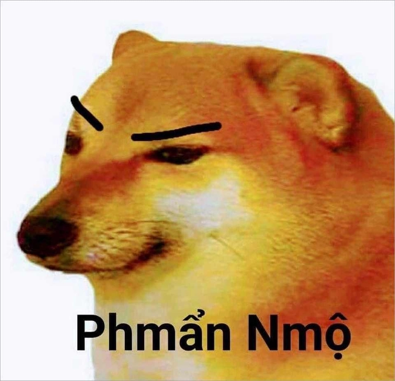 Meme chó mèo hợp tác tạo nên vũ trụ meme đầy drama
