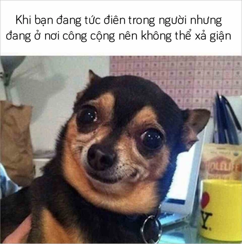 Meme chó cười nhưng ánh mắt chất chứa bi thương