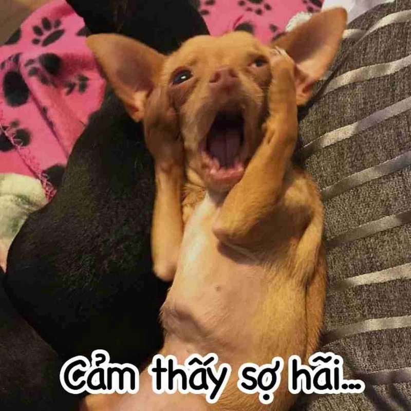 Meme chó ngồi thẫn thờ như đang nghĩ về nhân sinh