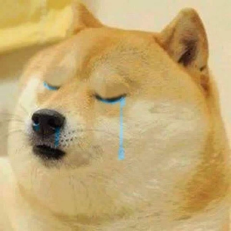 Chó meme bựa nhưng đáng yêu đến không thể giận