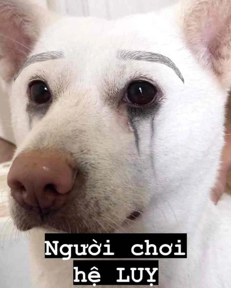 Meme con chó suýt khóc vì giá trà sữa tăng
