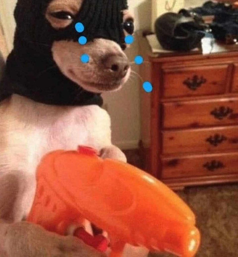Meme chó lườm “khinh bỉ nhẹ” gây bão tương tác