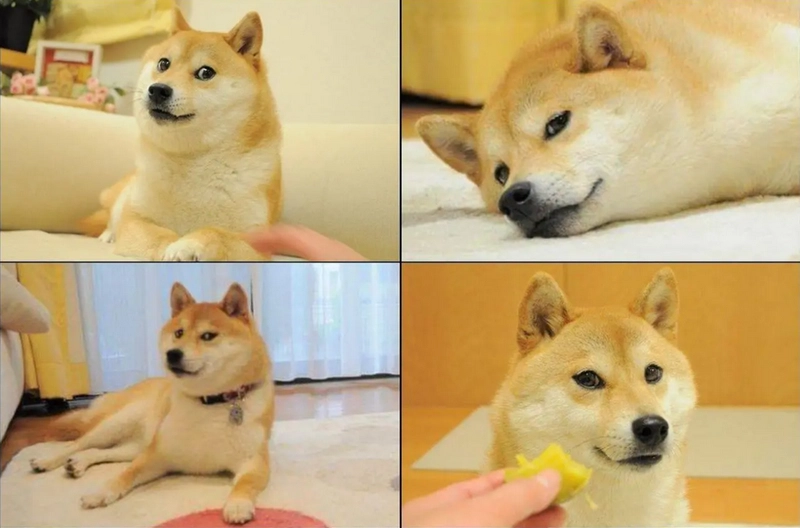Hình nền meme chó đang viral từng phút