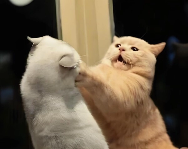 Meme ếch xanh đấm khiến ai cũng giật mình