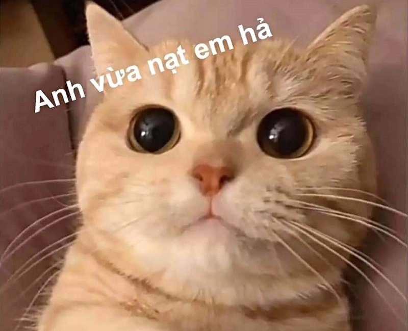 Meme yêu thương dịu dàng như lời vỗ về giữa thế giới đầy sóng gió