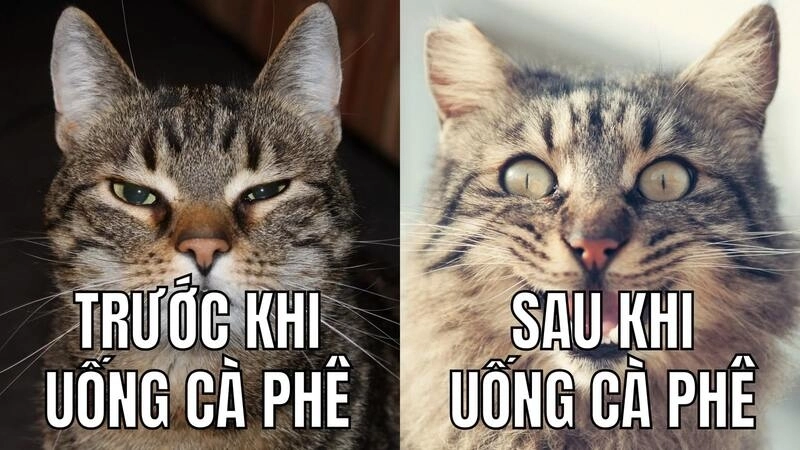 Meme khóc dễ thương nhìn mà chỉ muốn ôm một cái thật chặt