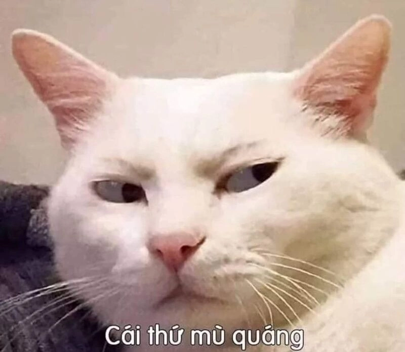 Meme ngủ cute hình ảnh yên bình khiến ai cũng thấy thư giãn