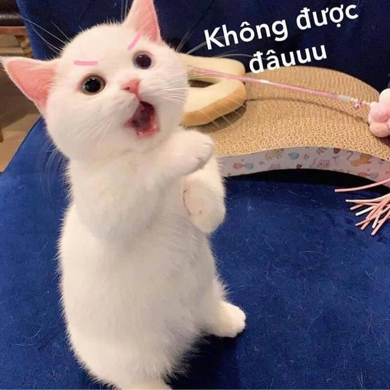 Meme cute vô tri dù không nói gì nhưng vẫn truyền tải cảm xúc