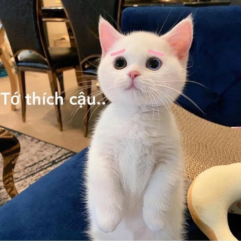 Meme thương ánh mắt long lanh khiến ai cũng muốn bảo vệ