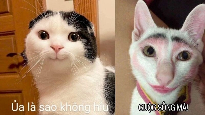 Hình nền meme cute làm sáng bừng cả góc làm việc