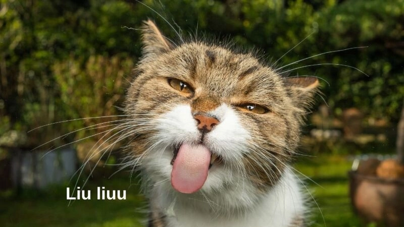 Meme gif cute sinh động khiến bạn phải xem đi xem lại