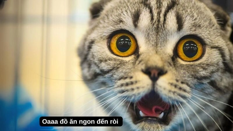 Meme dễ thương phiên bản mèo con khiến trái tim yếu mềm rung rinh