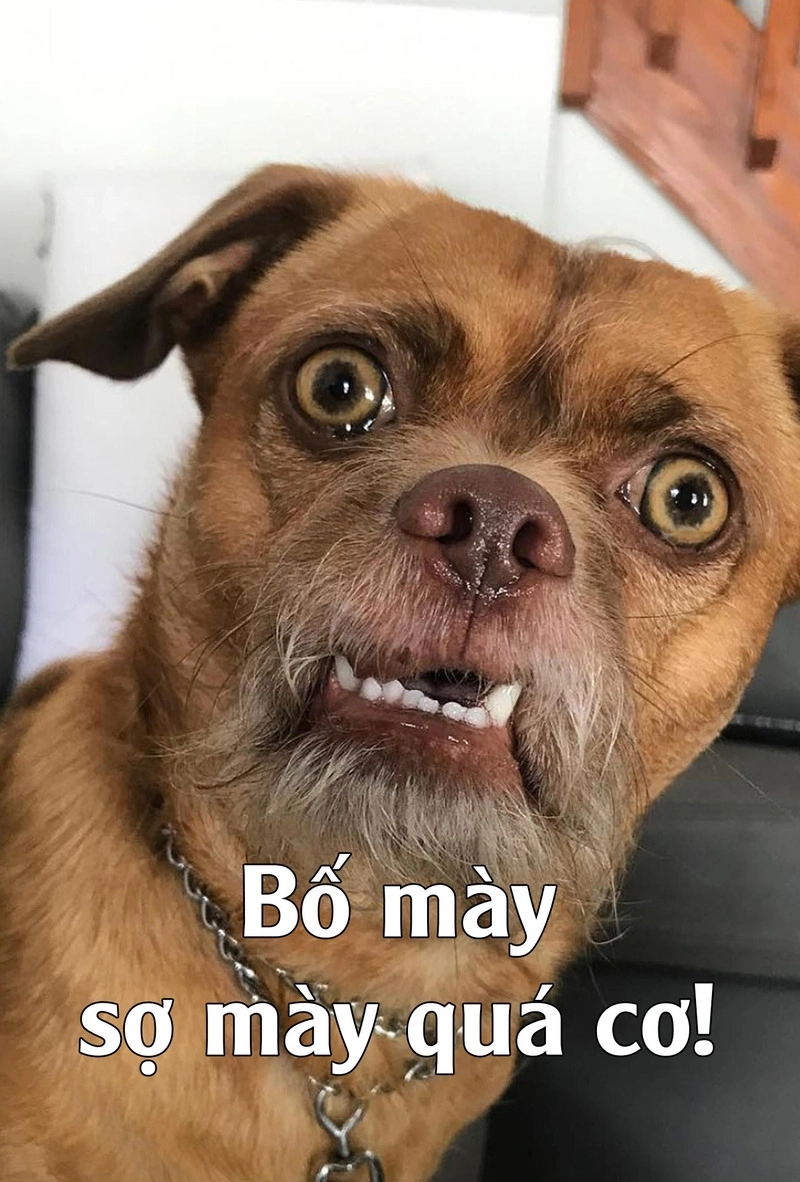 Meme troll ảnh cute vừa hài vừa dễ thương không ai nỡ giận