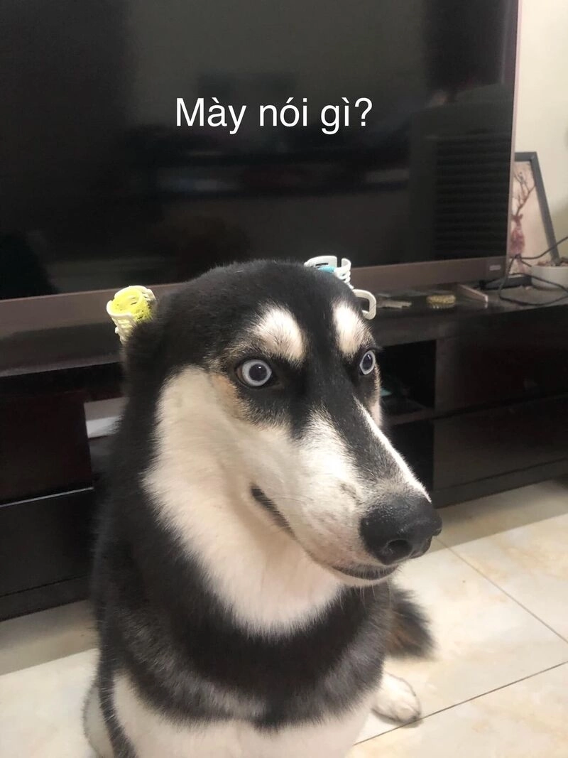 Meme cute hài biểu cảm bất ngờ dễ mến không thể quên