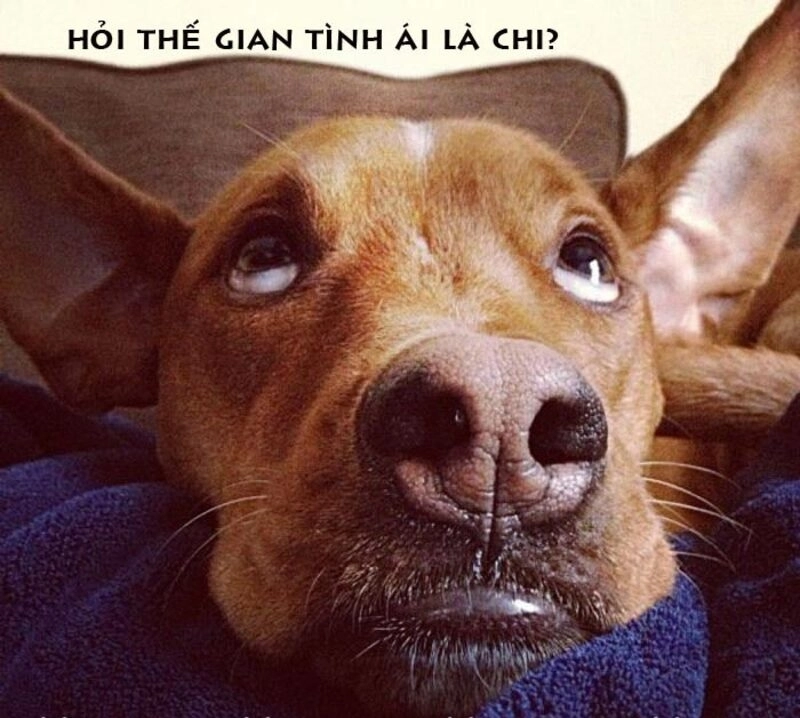 Meme cute mèo ngủ tròn như cục bông mềm mại