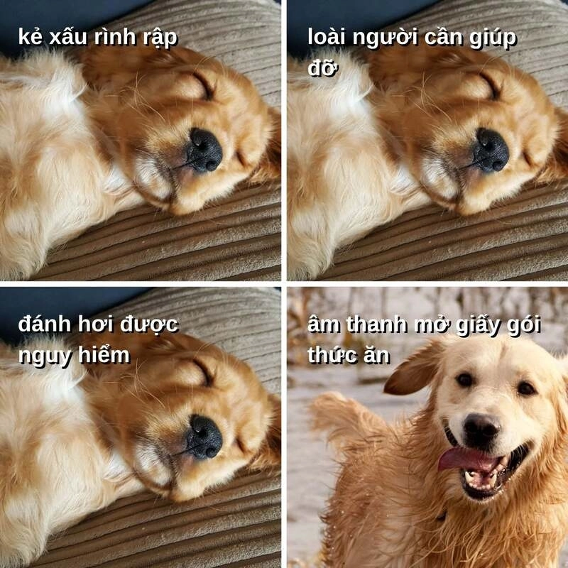 Meme cute siêu cấp phù hợp làm avatar cho những tâm hồn mộng mơ