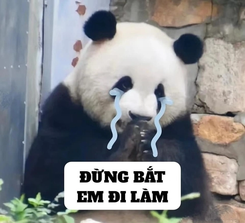 Meme yêu thương nhỏ xíu nhưng đong đầy ấm áp