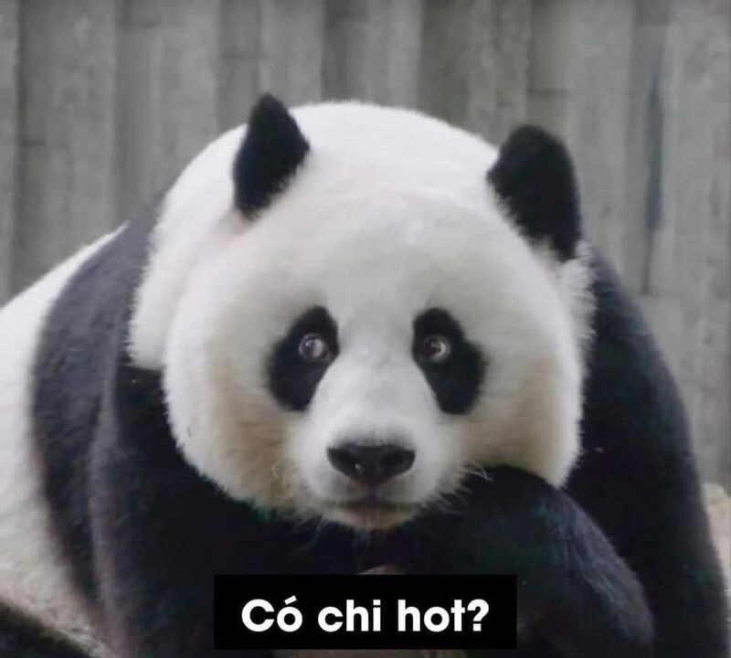 Meme cute phù hợp mọi độ tuổi từ học sinh đến dân văn phòng