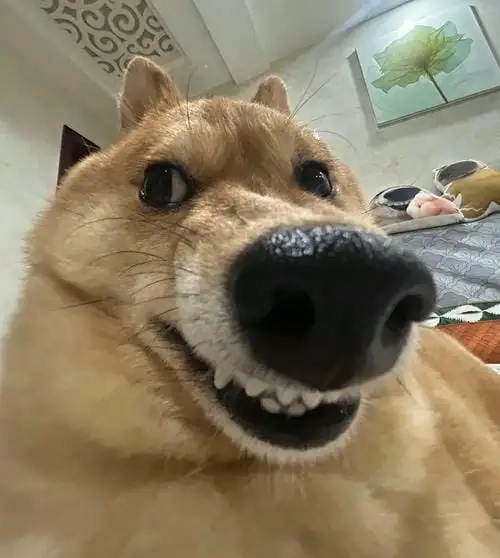 Meme động vật hài hước dùng khi khó nói