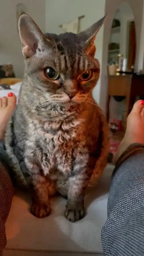 Meme động vật cute cho tim tan chảy