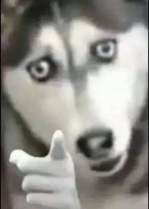 Con vật meme giúp bạn giải tỏa stress