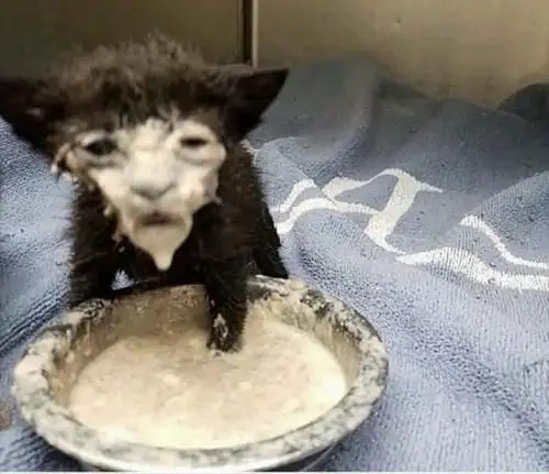 Meme con vật cute dùng trong tình huống khó đỡ