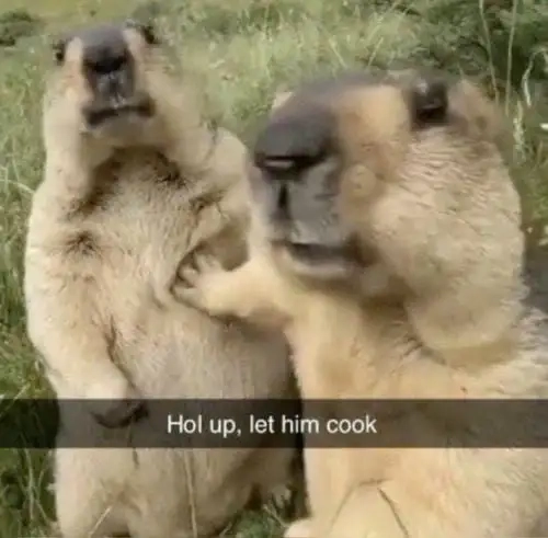 Meme con vật hài là lựa chọn phản ứng chuẩn