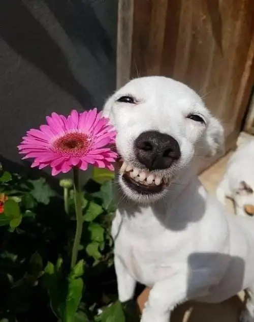 Ảnh meme con vật khiến ai cũng mỉm cười