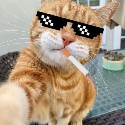 Meme động vật mang phong cách lầy lội khó đỡ