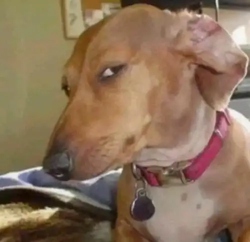 Meme động vật cực lầy dùng khi cần phản ứng