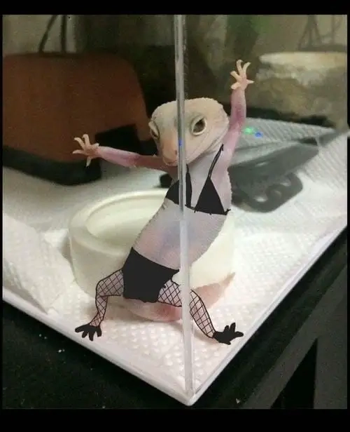 Meme động vật hài hước gây cười không ngừng