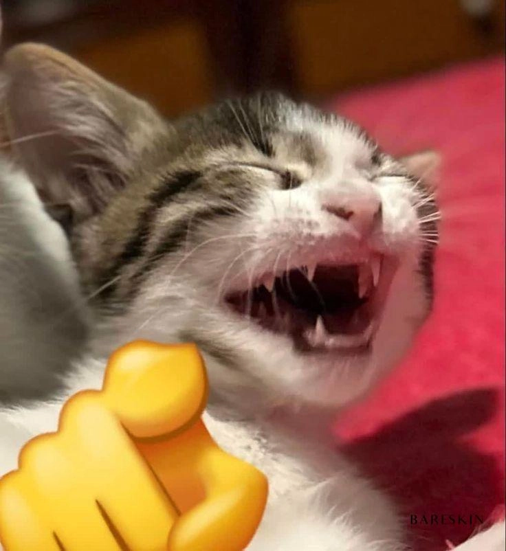 Meme haha cat: biểu cảm không đối thủ