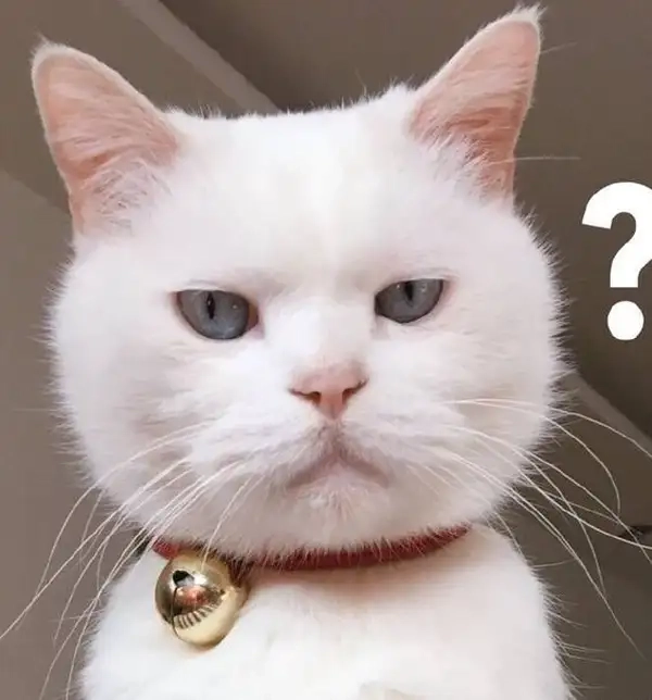 Meme chấm hỏi hài hước lan truyền trên mạng