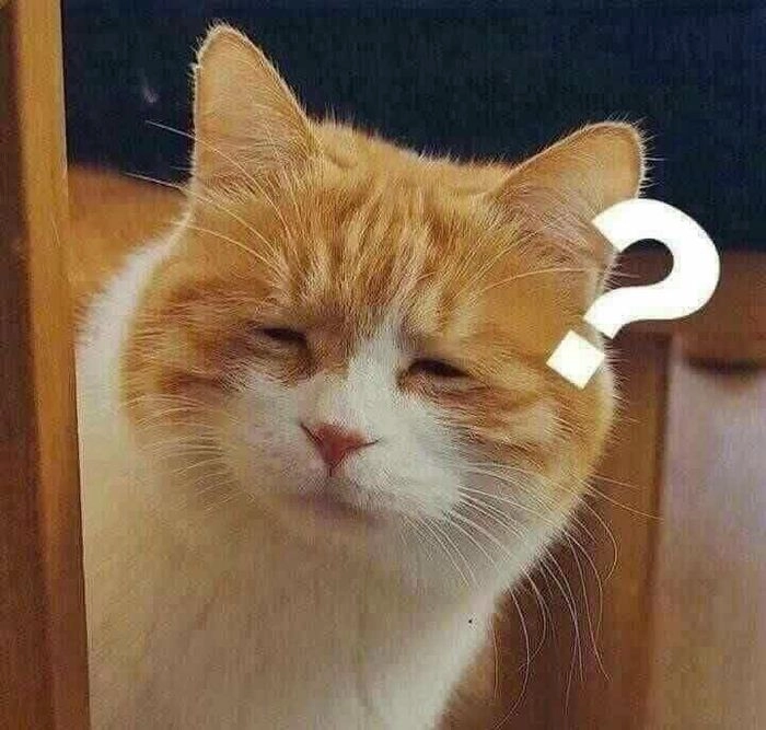 Meme con mèo khó hiểu gây sốt vì quá hợp trend