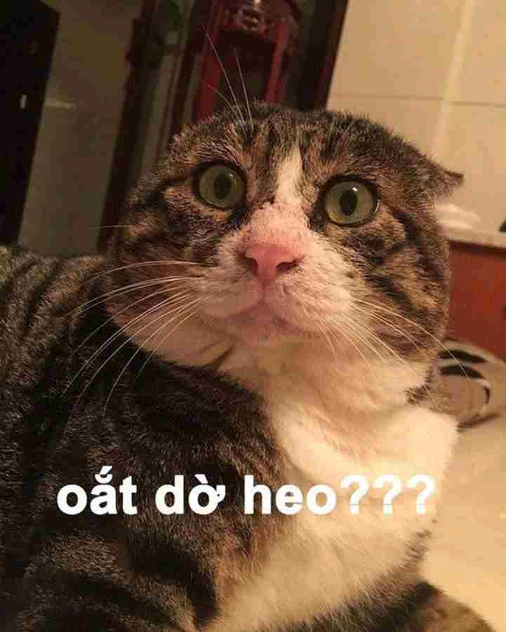 Meme ồ ngạc nhiên xuất hiện khắp mọi hội nhóm