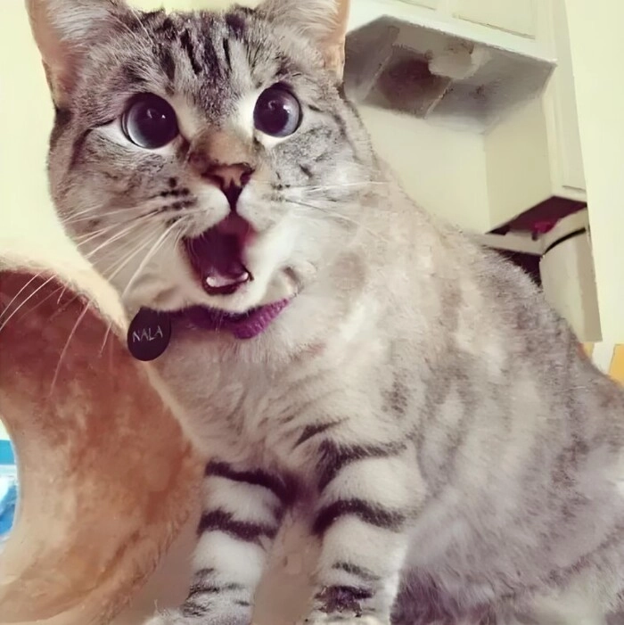 Meme ngạc nhiên mèo khiến cư dân mạng hú hồn
