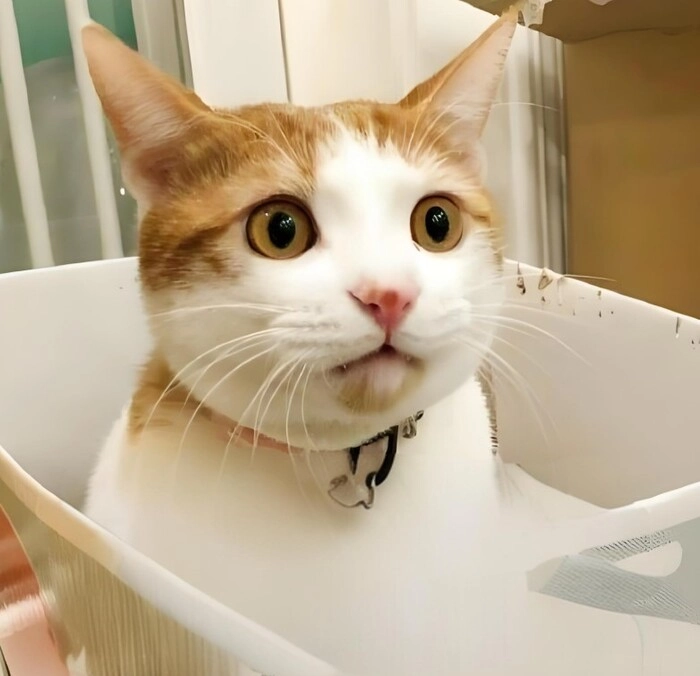 Meme mèo há mồm ngạc nhiên gây sốt khắp nơi