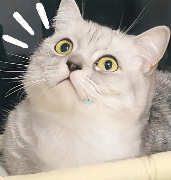 Mèo meme ngạc nhiên trở thành trào lưu mới