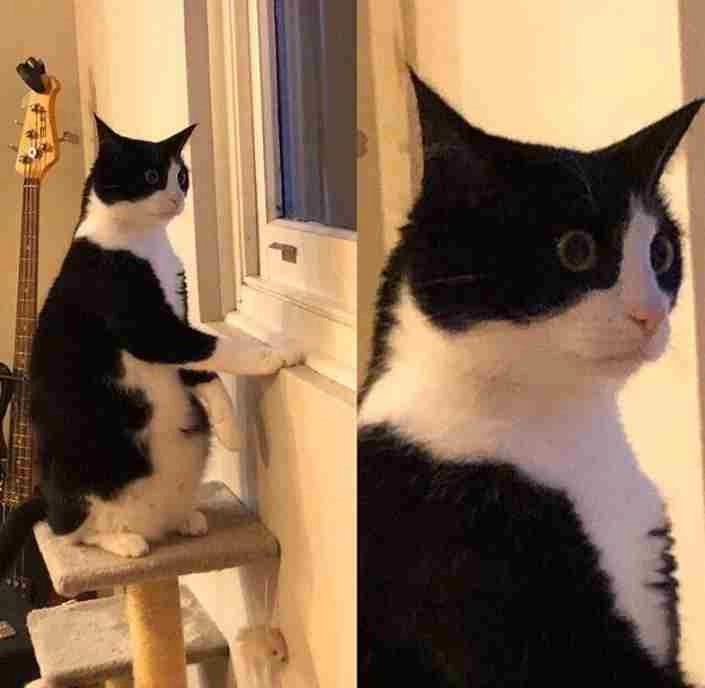 Ảnh mèo meme ngạc nhiên đang được chia sẻ nhiều