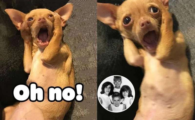 Meme ôm đầu ngạc nhiên biểu cảm sốc tận óc