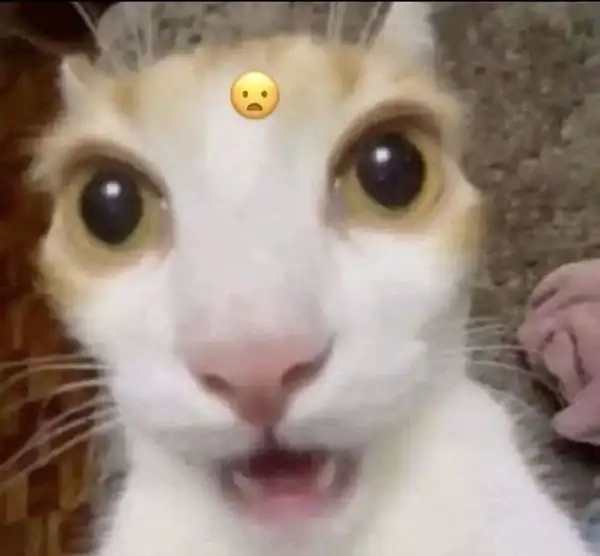Meme sốc được chia sẻ với tốc độ ánh sáng